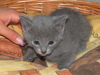 Katzenkind 35 Tage nach der Geburt