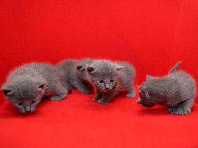 K&auml;tzchen vom M-Wurf