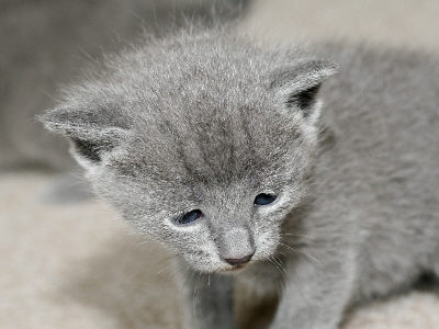 K&auml;tzchen vom M-Wurf