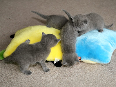 K&auml;tzchen vom M-Wurf