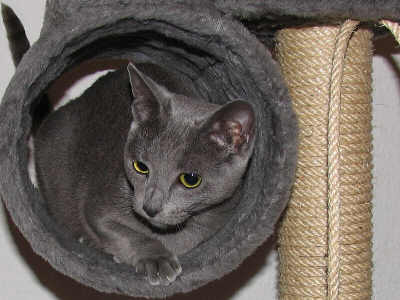 Phoebe of Blue Sinfonie